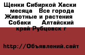 Щенки Сибиркой Хаски 2 месяца - Все города Животные и растения » Собаки   . Алтайский край,Рубцовск г.